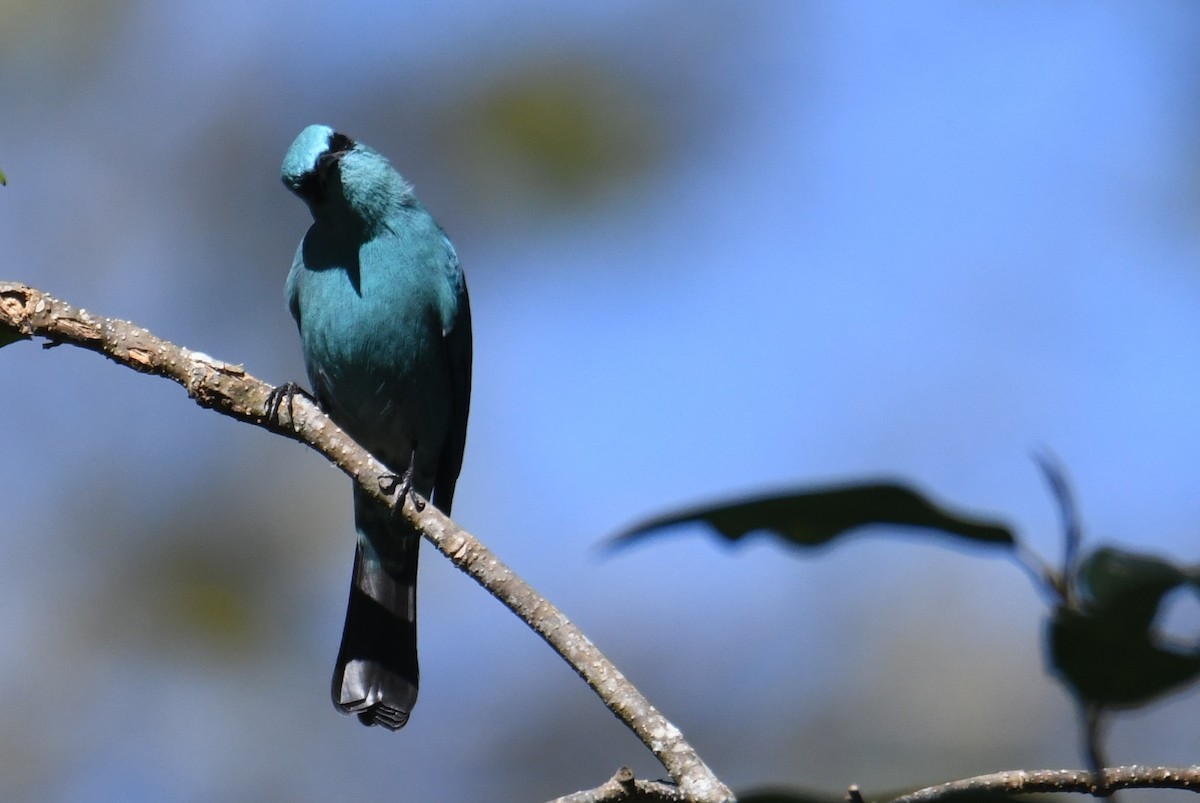Verditer Flycatcher - ML646212978