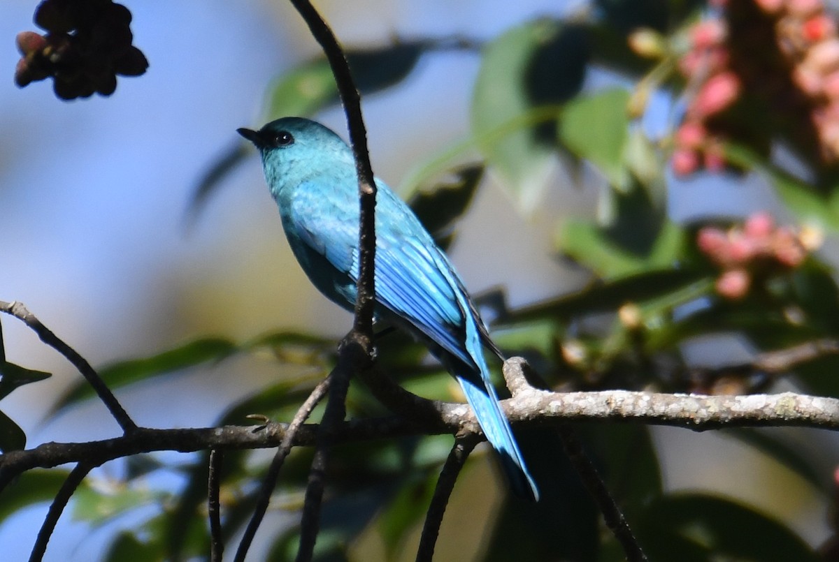 Verditer Flycatcher - ML646212979
