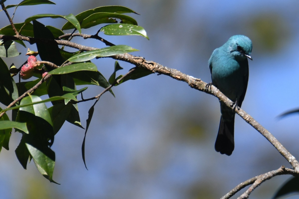 Verditer Flycatcher - ML646212980