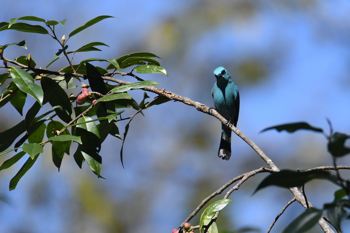 Verditer Flycatcher - ML646212981