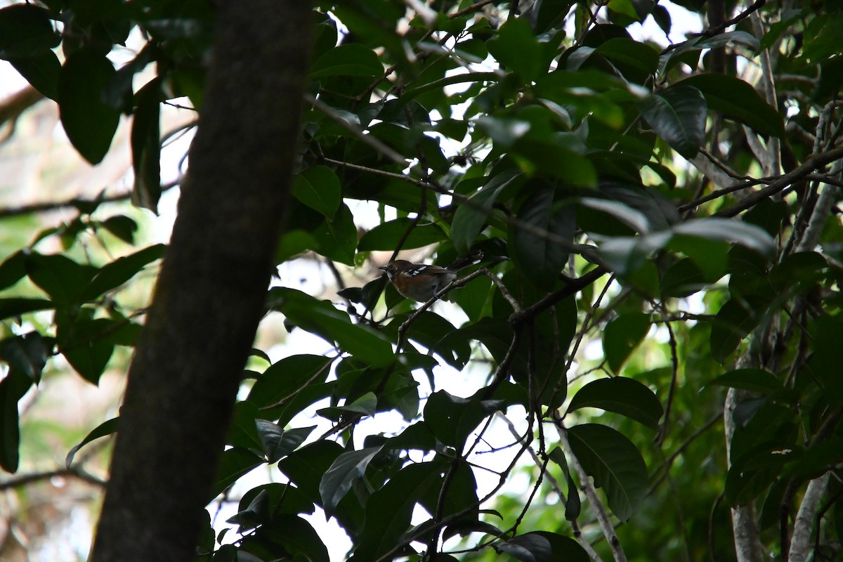 Hawaii Elepaio - ML646212983