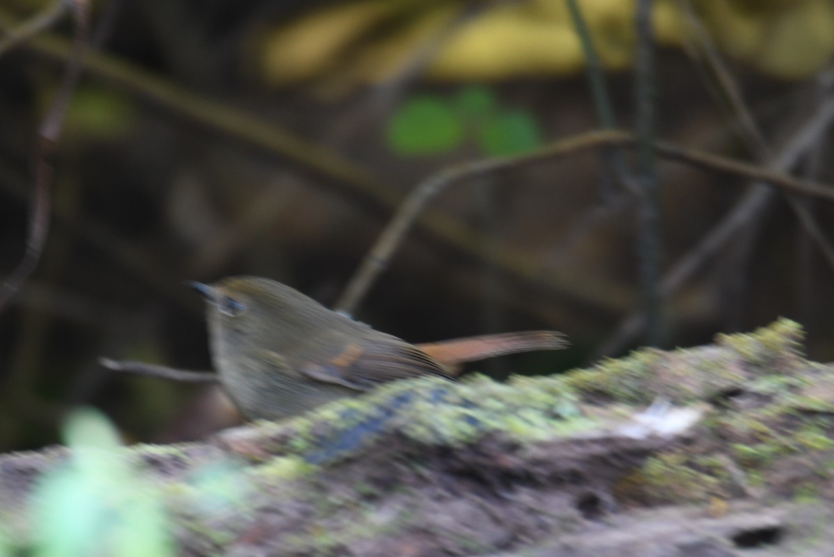 Slaty-blue Flycatcher - ML646212992