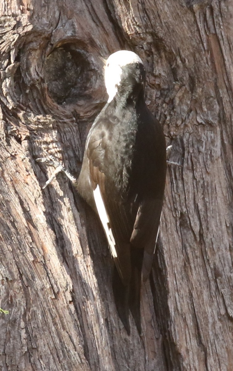 White-headed Woodpecker - ML646213010