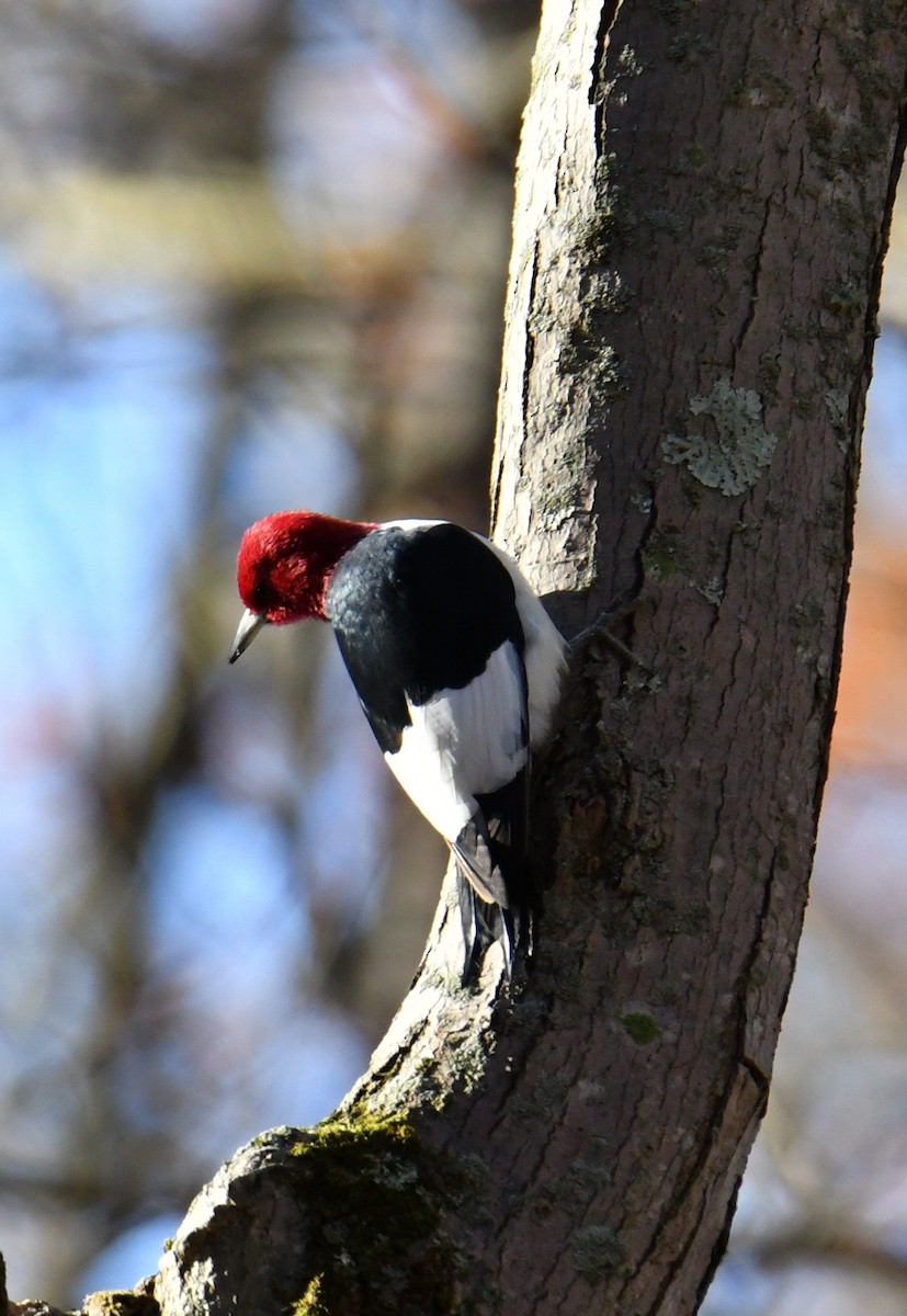 Red-headed Woodpecker - ML646213011