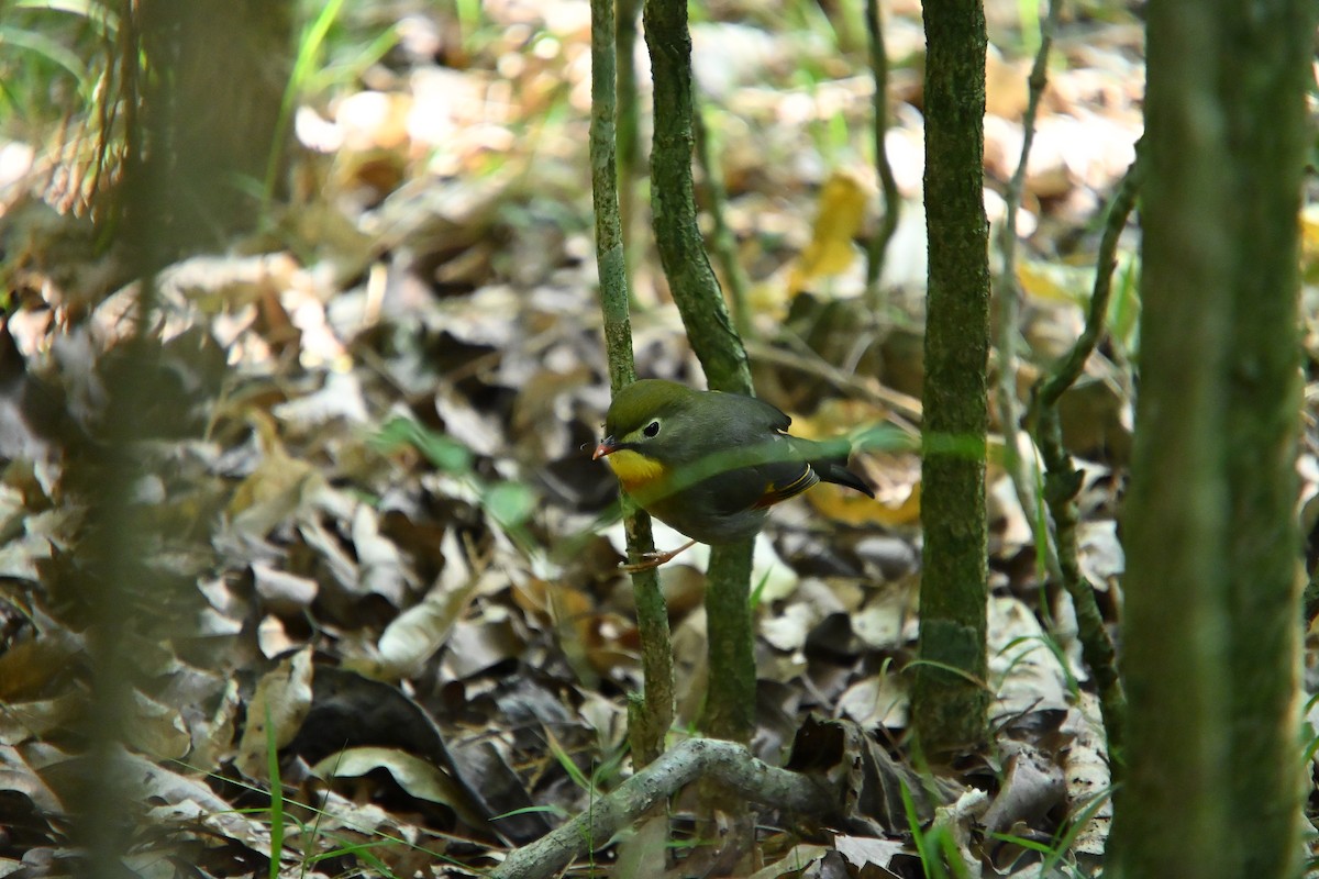 Red-billed Leiothrix - ML646213015