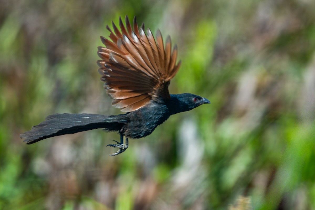 Malagasy Coucal - ML646213016