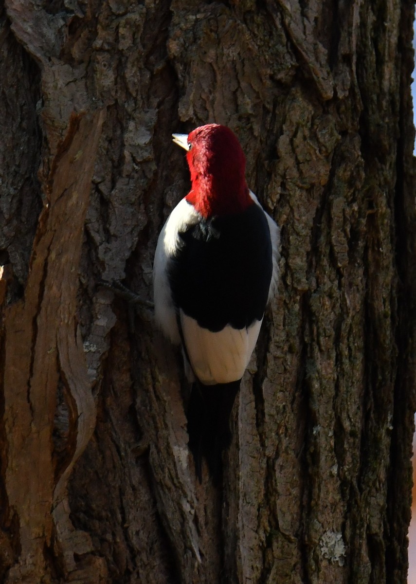 Red-headed Woodpecker - ML646213017
