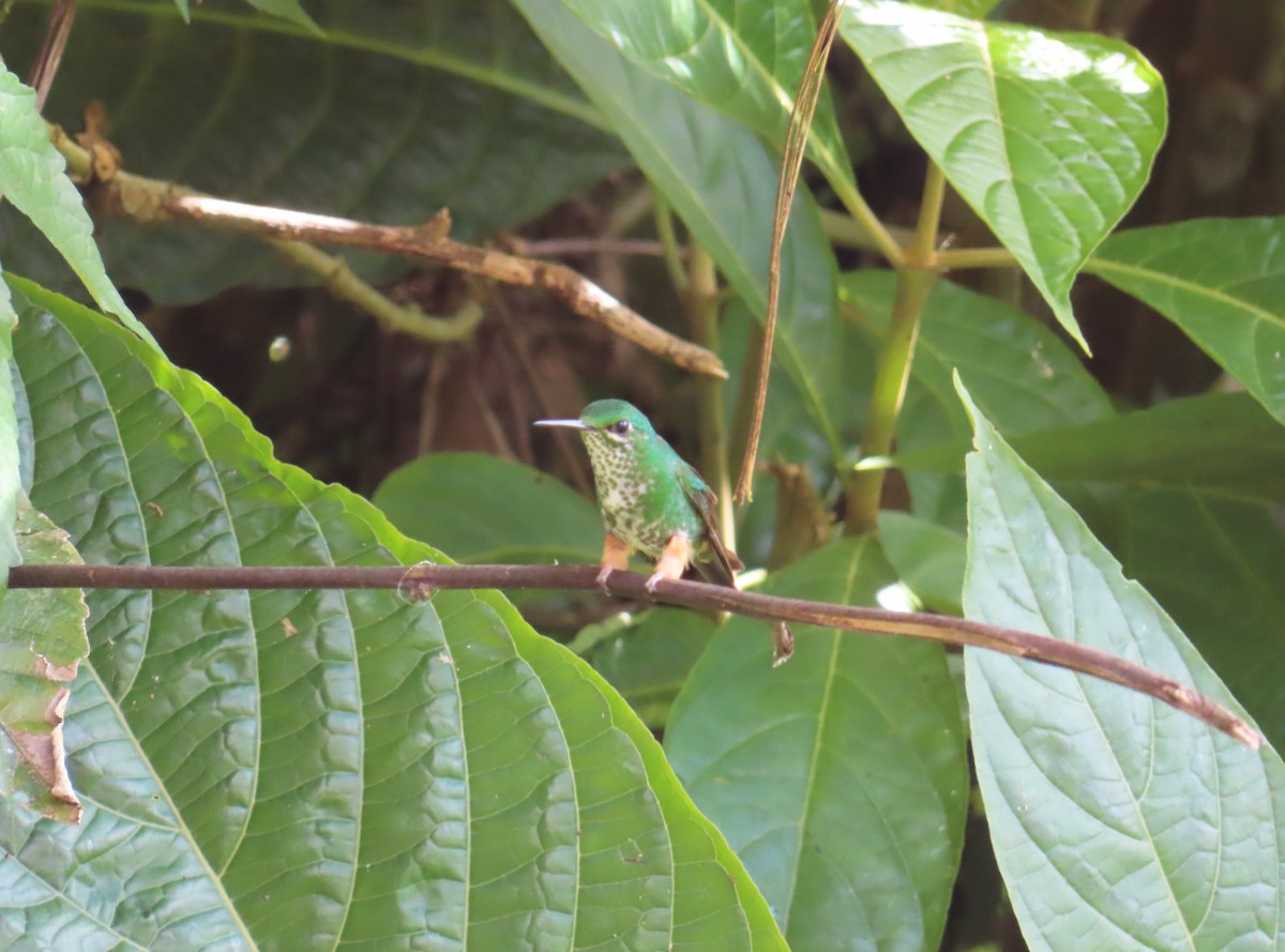 Peruvian Racket-tail - ML646213019