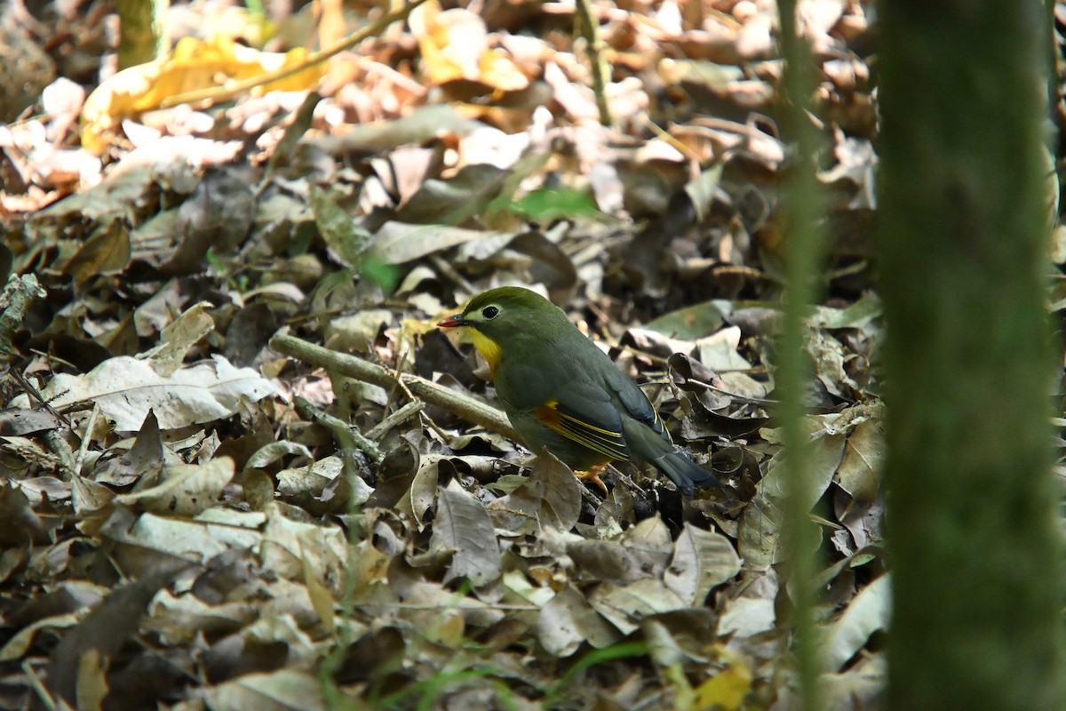 Red-billed Leiothrix - ML646213021