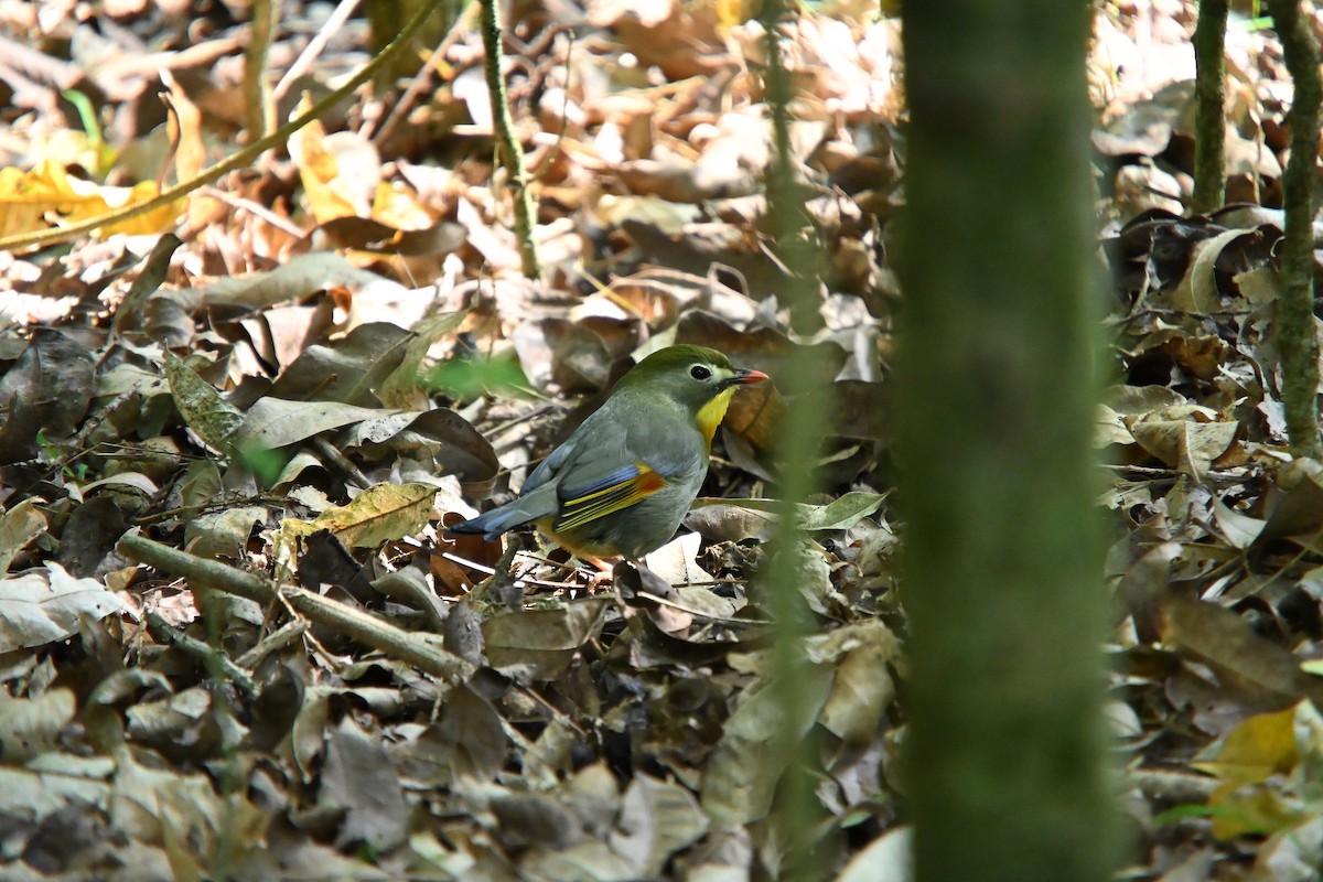 Red-billed Leiothrix - ML646213023