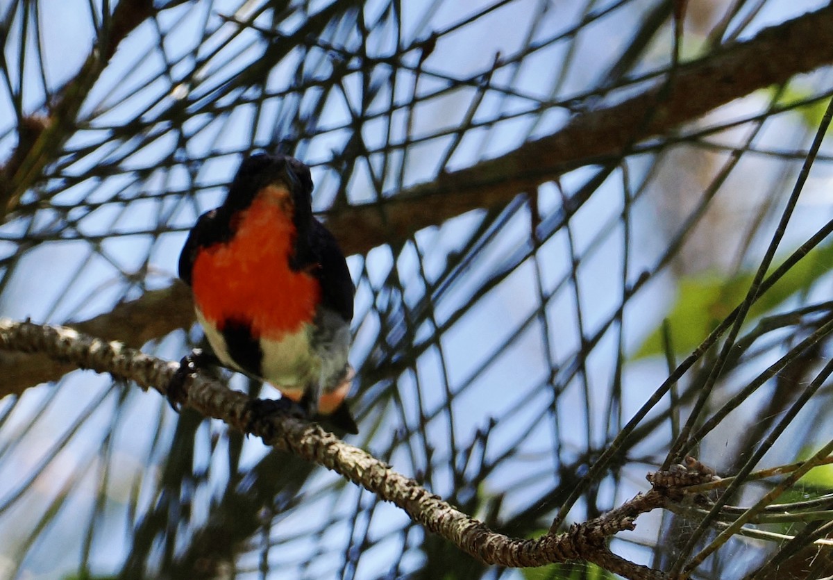 Mistletoebird - ML646213024