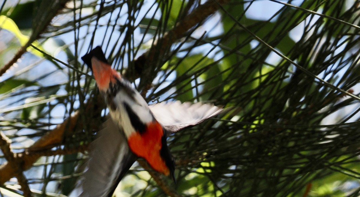 Mistletoebird - ML646213025