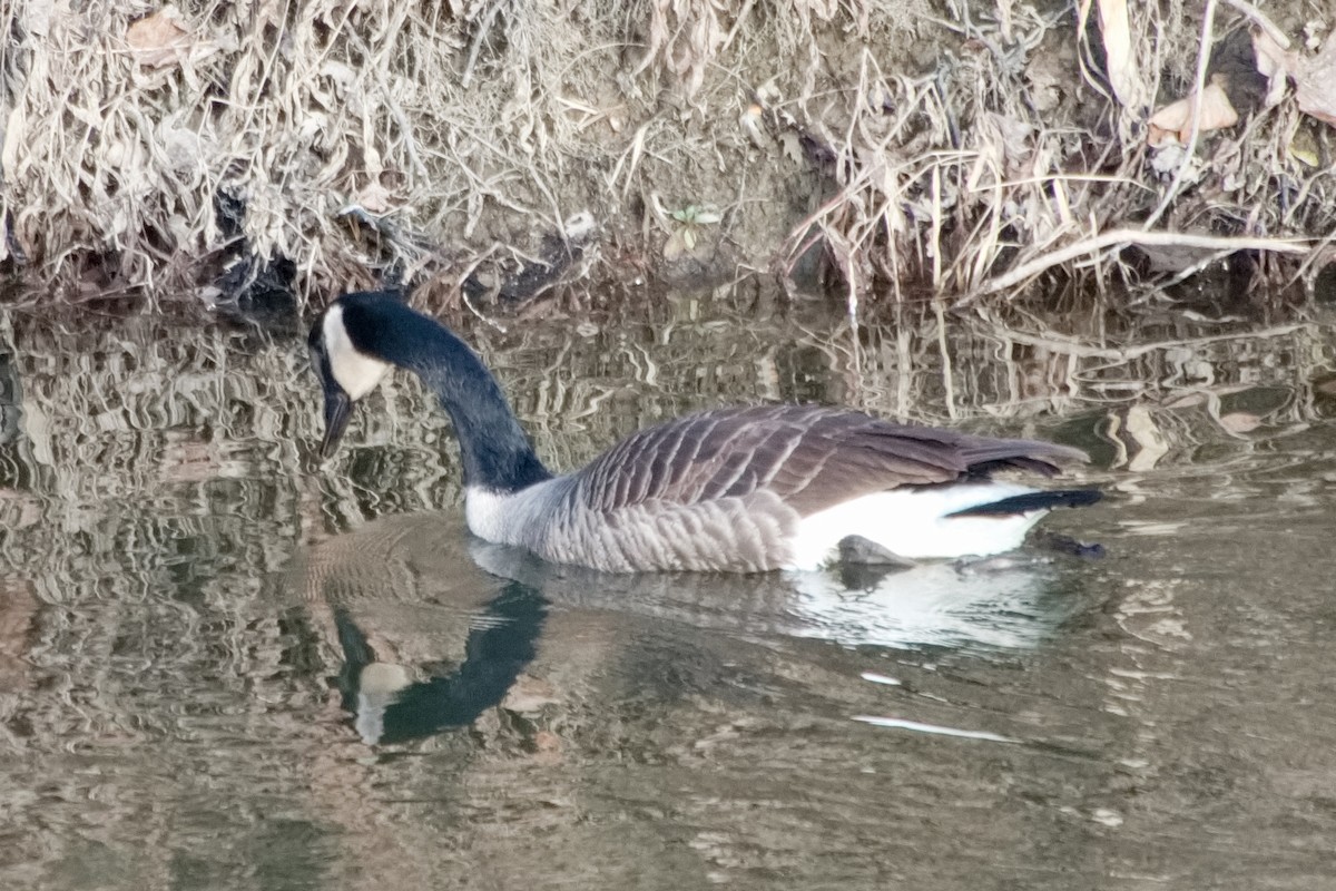 Казарка канадська - ML646213027