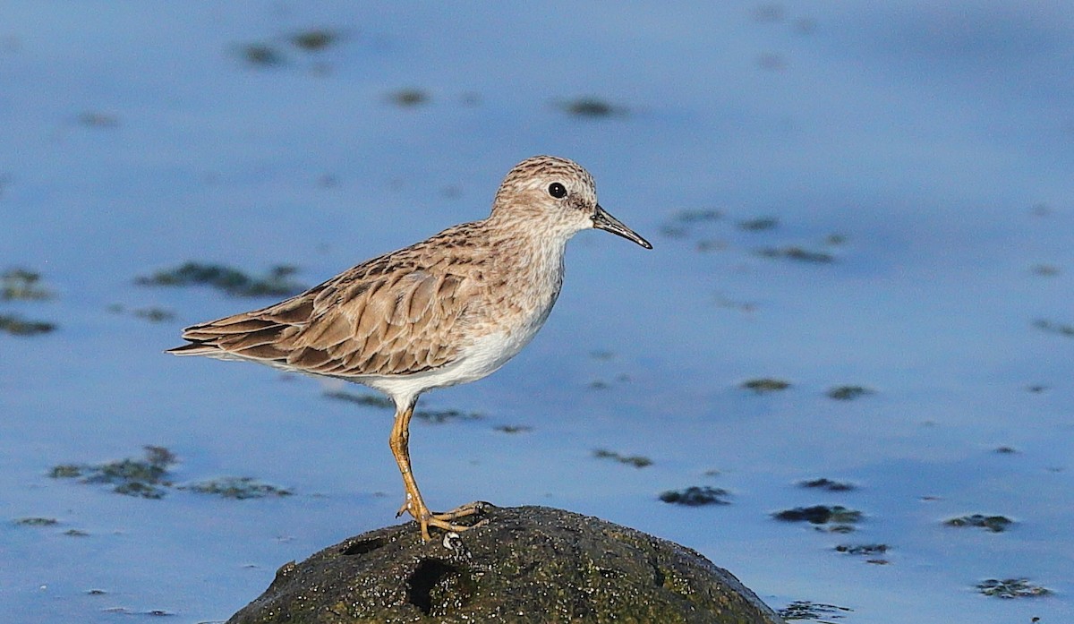 Least Sandpiper - ML646213028