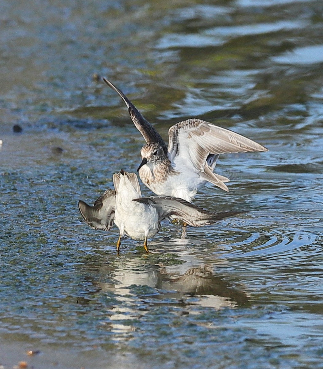 Least Sandpiper - ML646213029