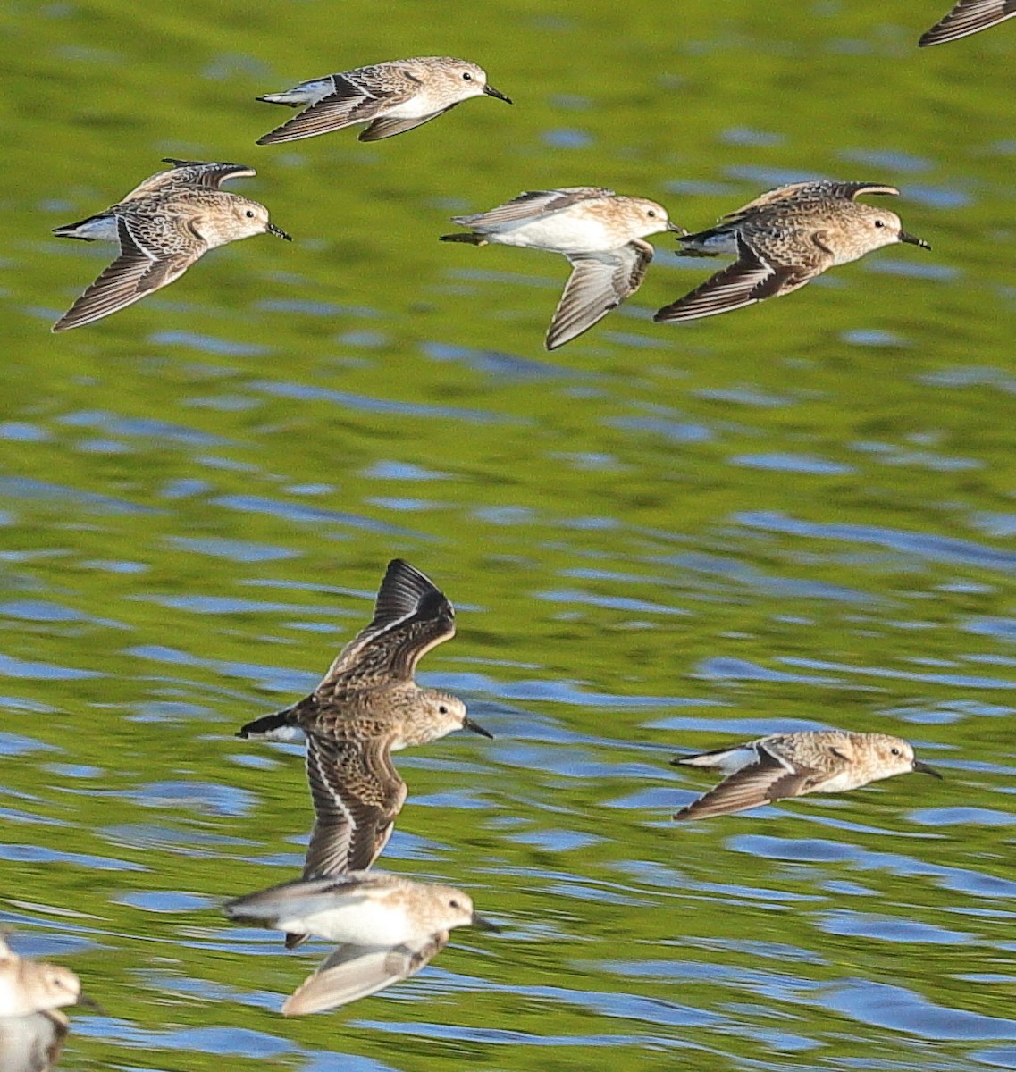 Least Sandpiper - ML646213030