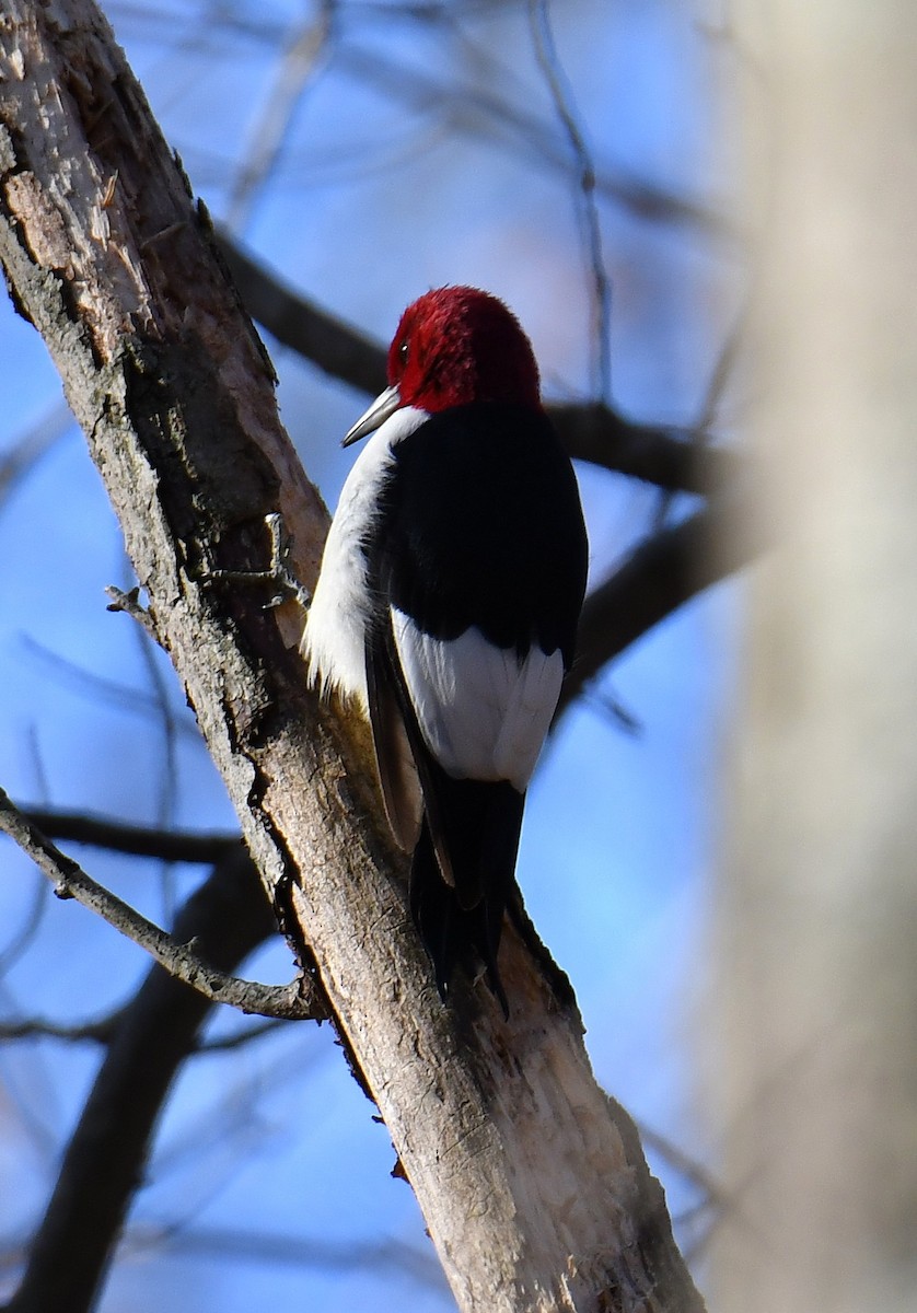 Red-headed Woodpecker - ML646213031