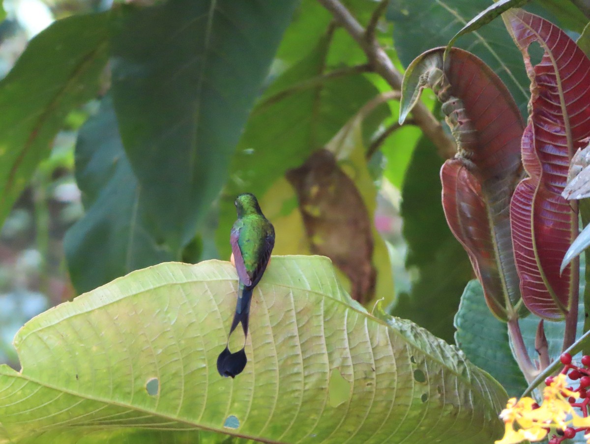 Peruvian Racket-tail - ML646213033