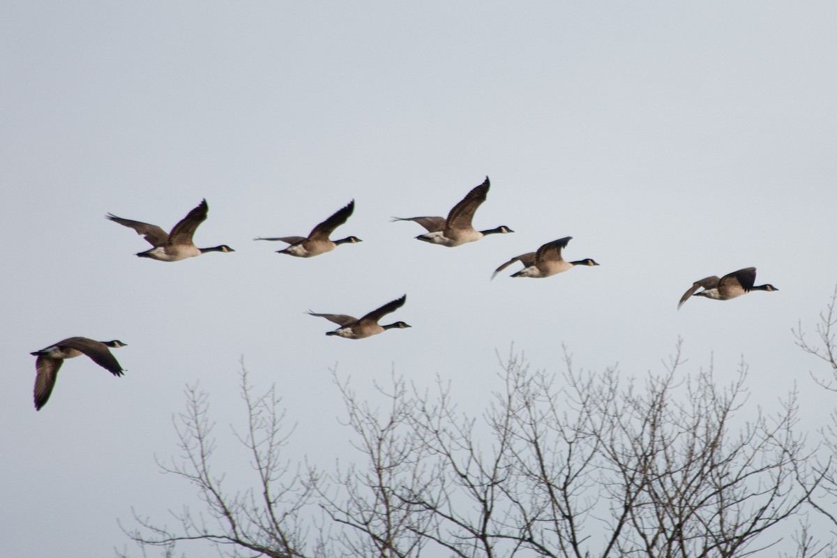 Казарка канадська - ML646213035