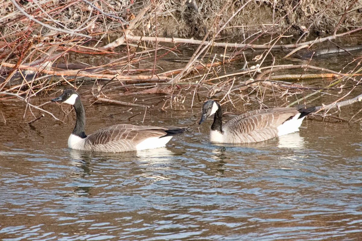 Canada Goose - ML646213036