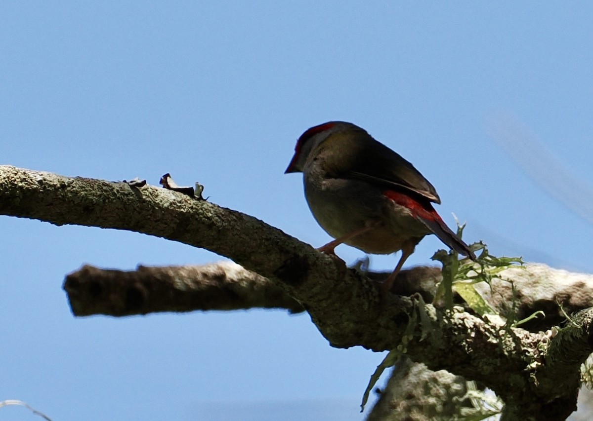 Red-browed Firetail - ML646213037