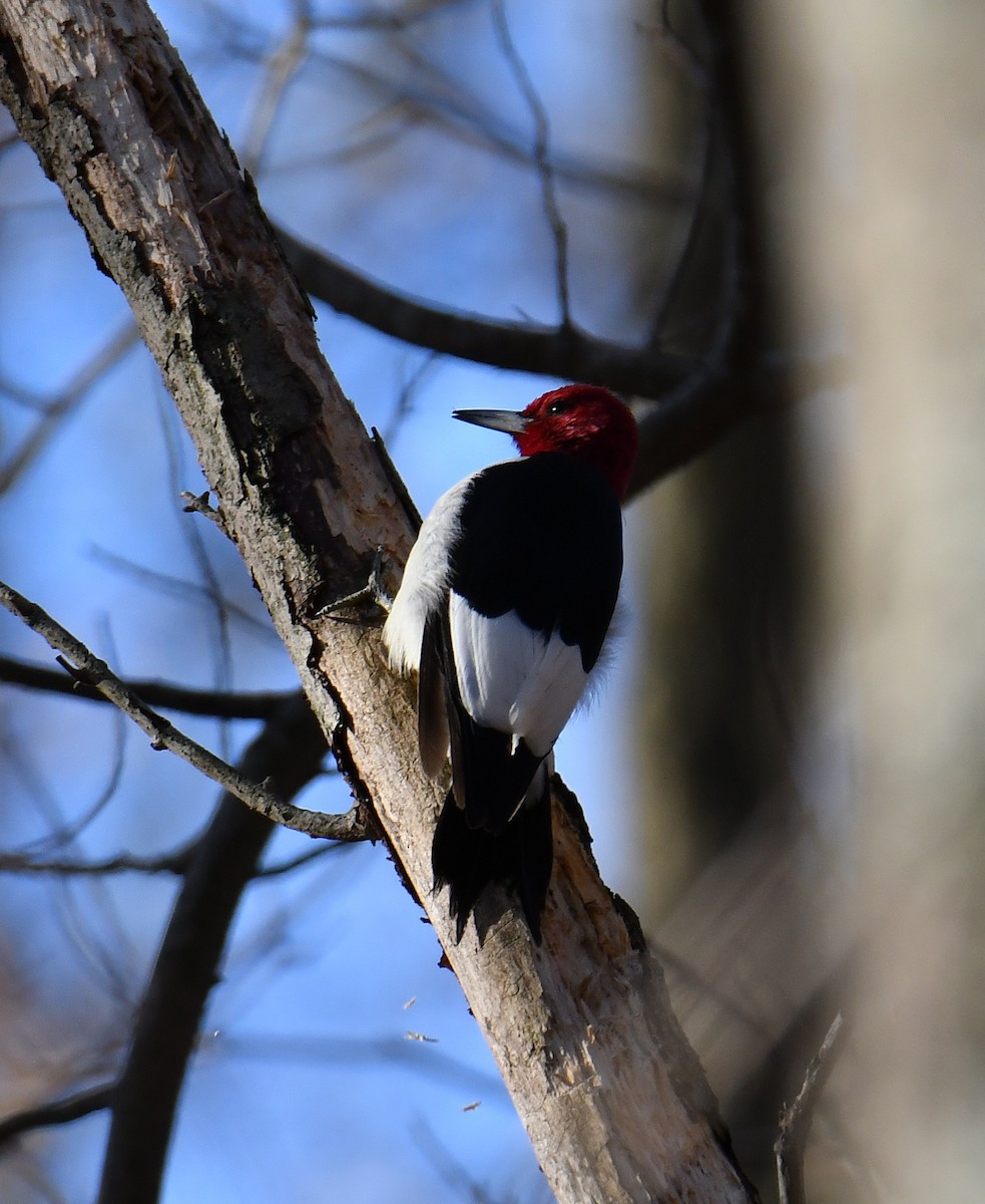 Red-headed Woodpecker - ML646213038