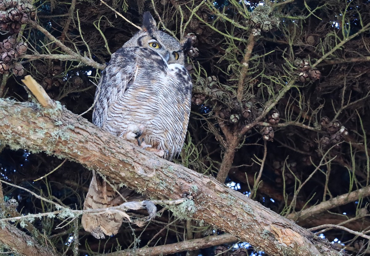Great Horned Owl - ML646213040