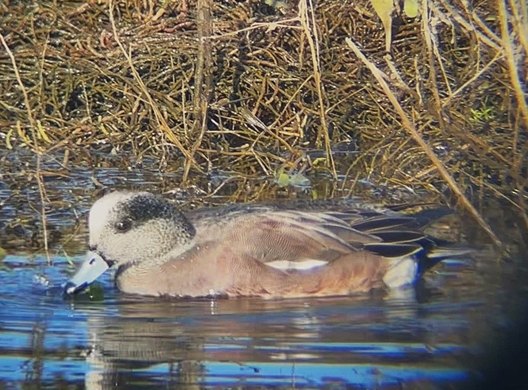 American Wigeon - ML646213043