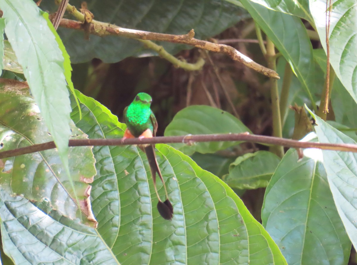 Peruvian Racket-tail - ML646213046