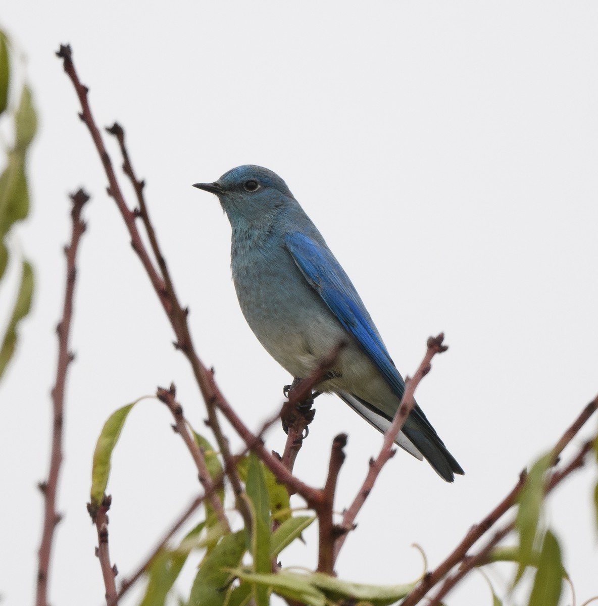 Mountain Bluebird - ML646213047