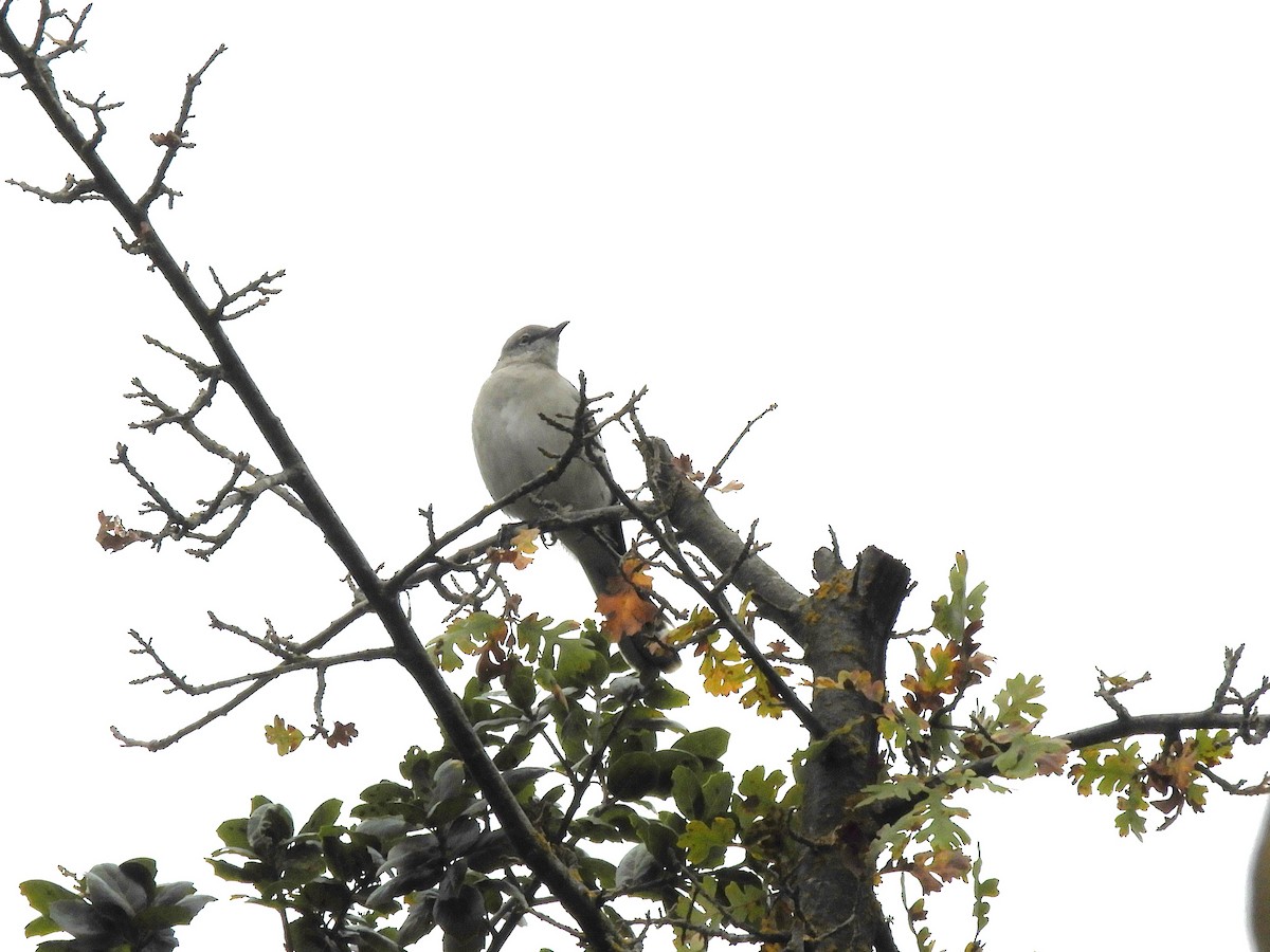 Northern Mockingbird - ML646213048
