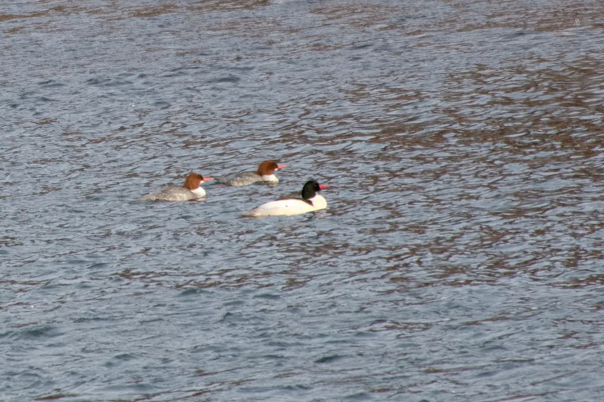 Common Merganser - ML646213049