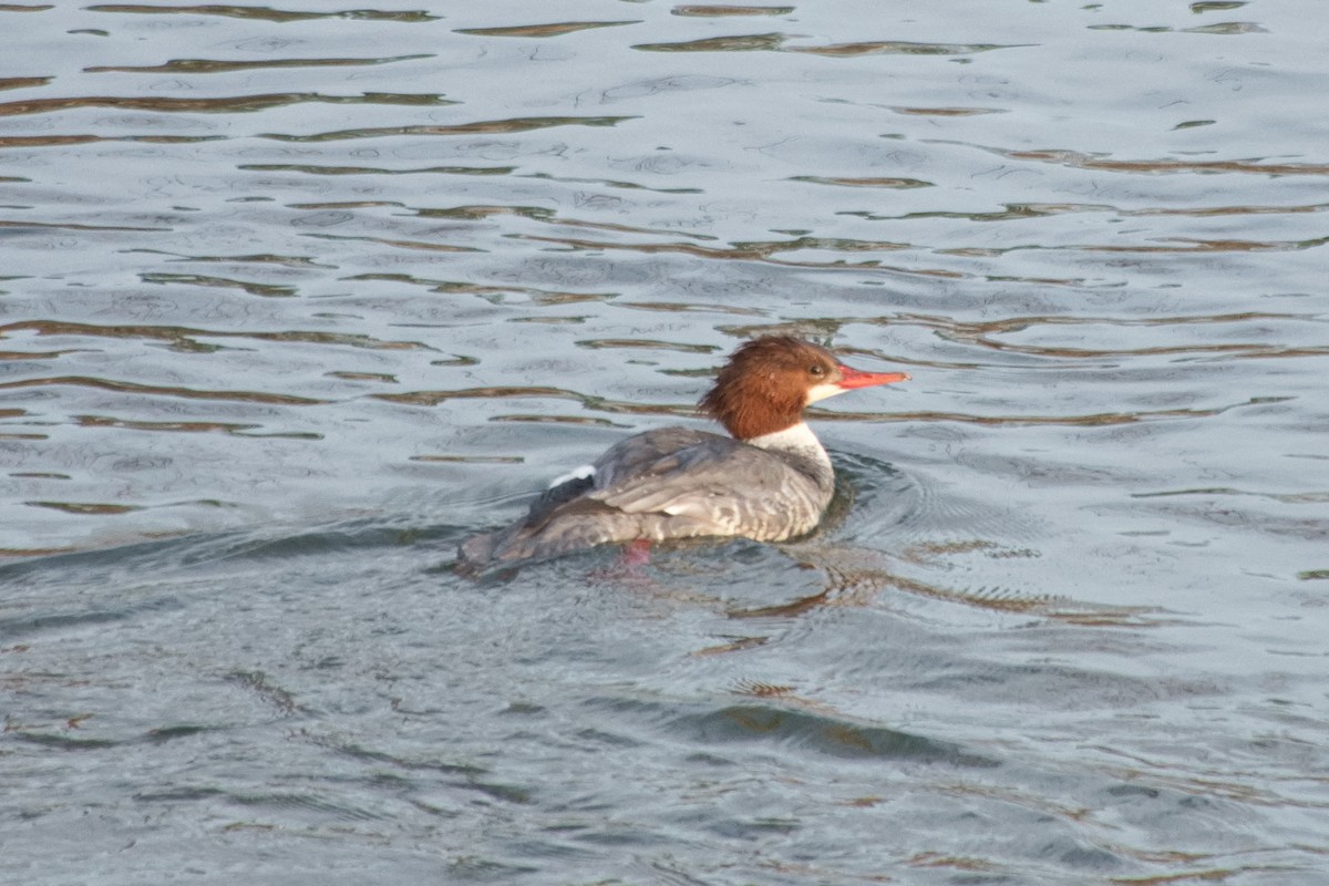 Common Merganser - ML646213050