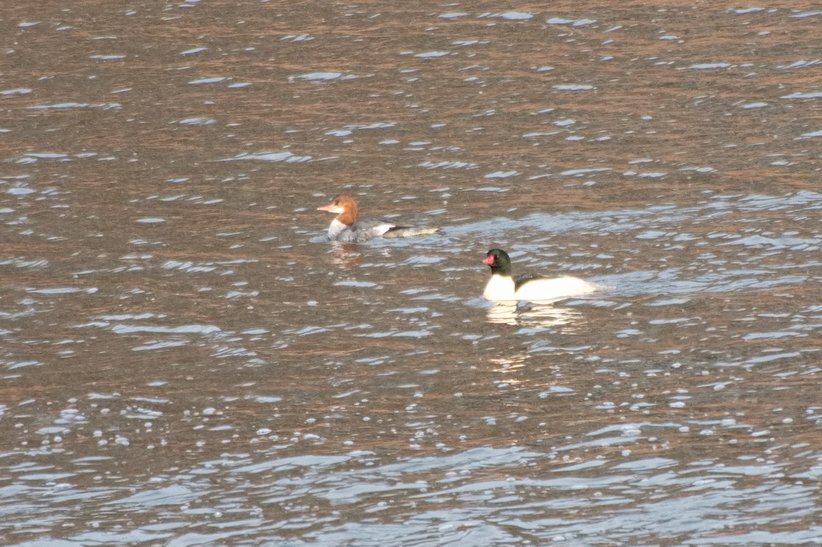 Common Merganser - ML646213051