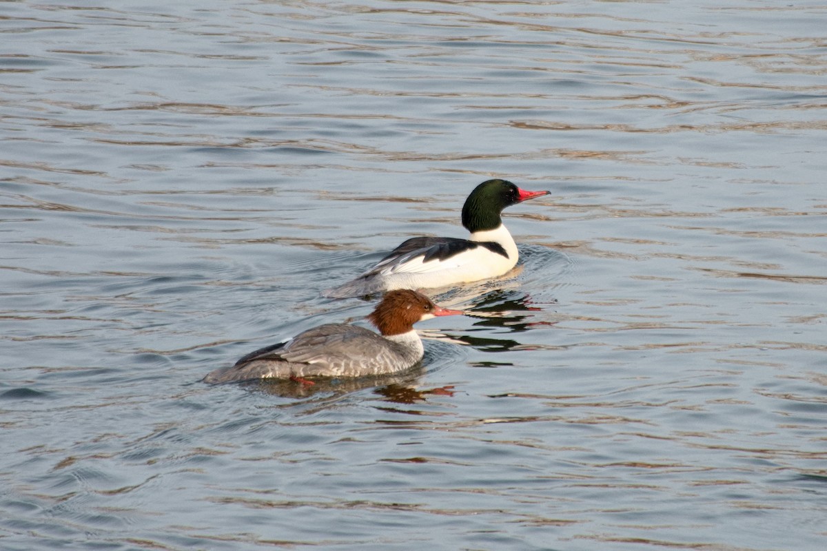 Common Merganser - ML646213052