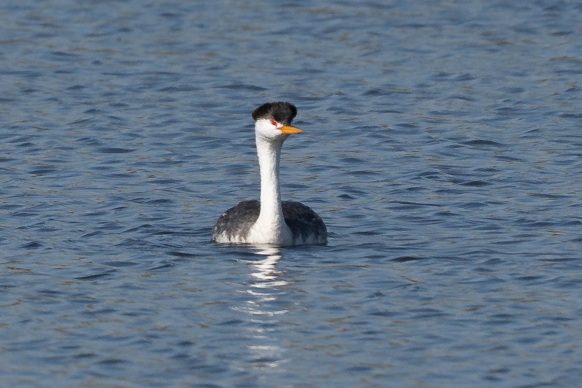 Clark's Grebe - ML646213053
