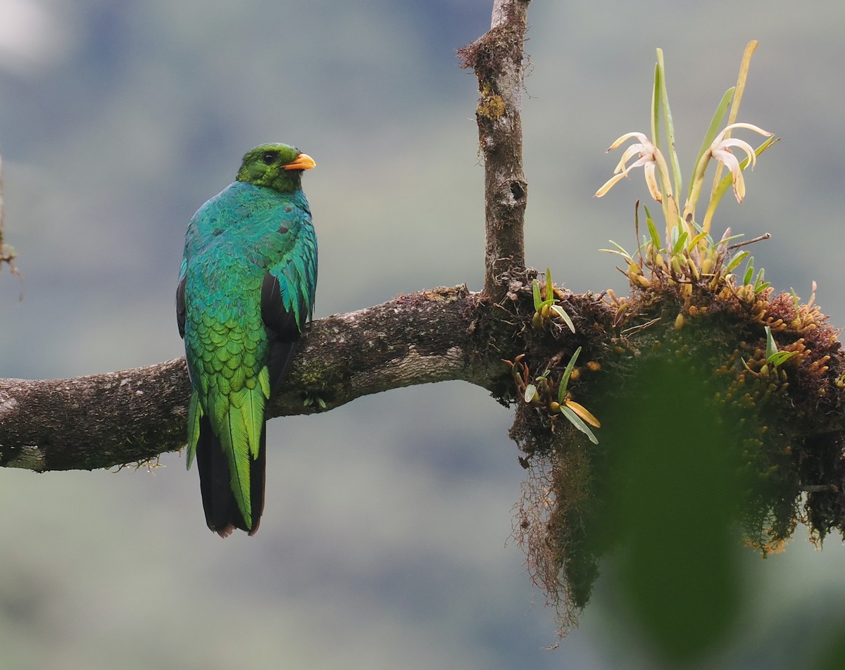 Golden-headed Quetzal - ML646213055