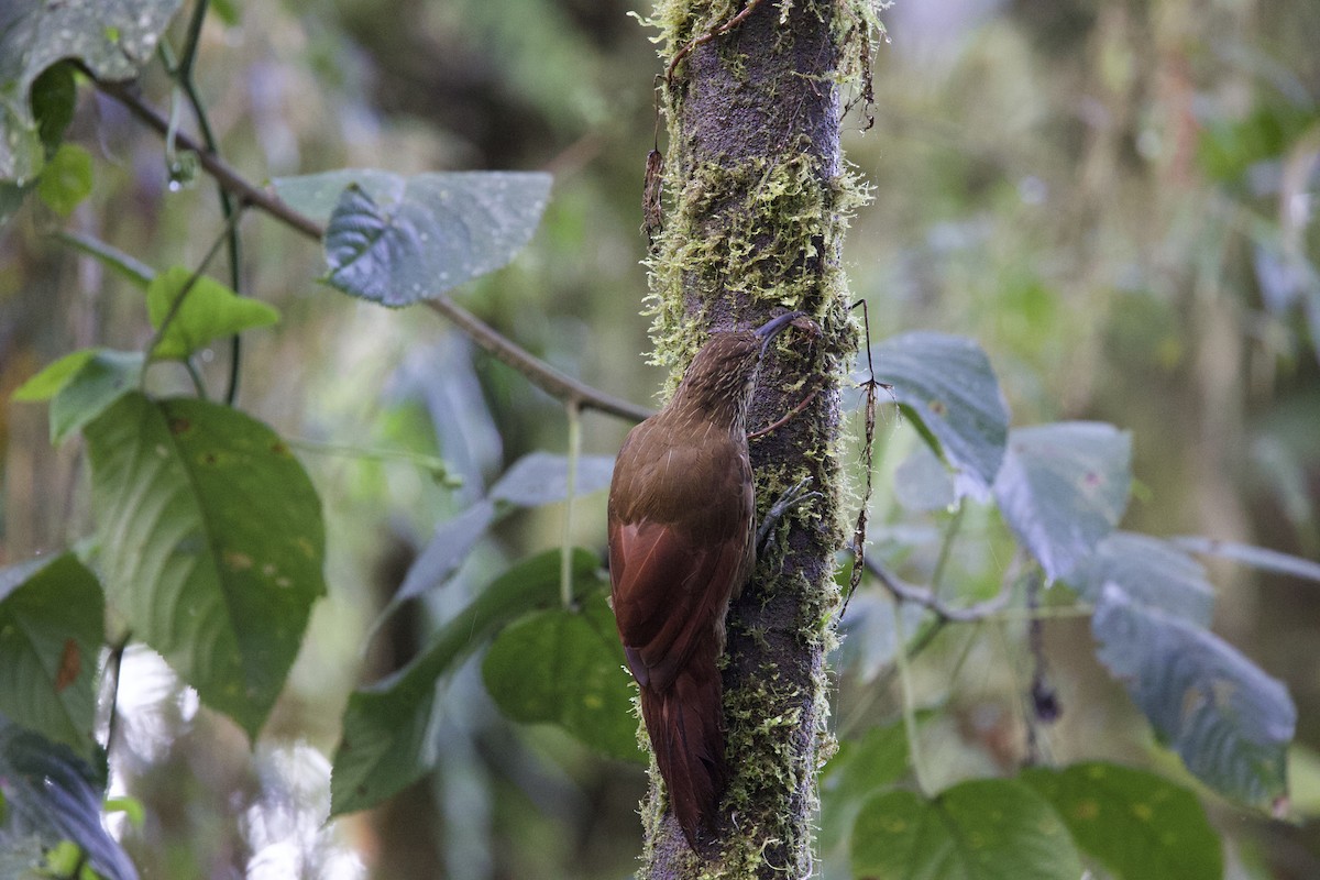 Strong-billed Woodcreeper - ML646213056