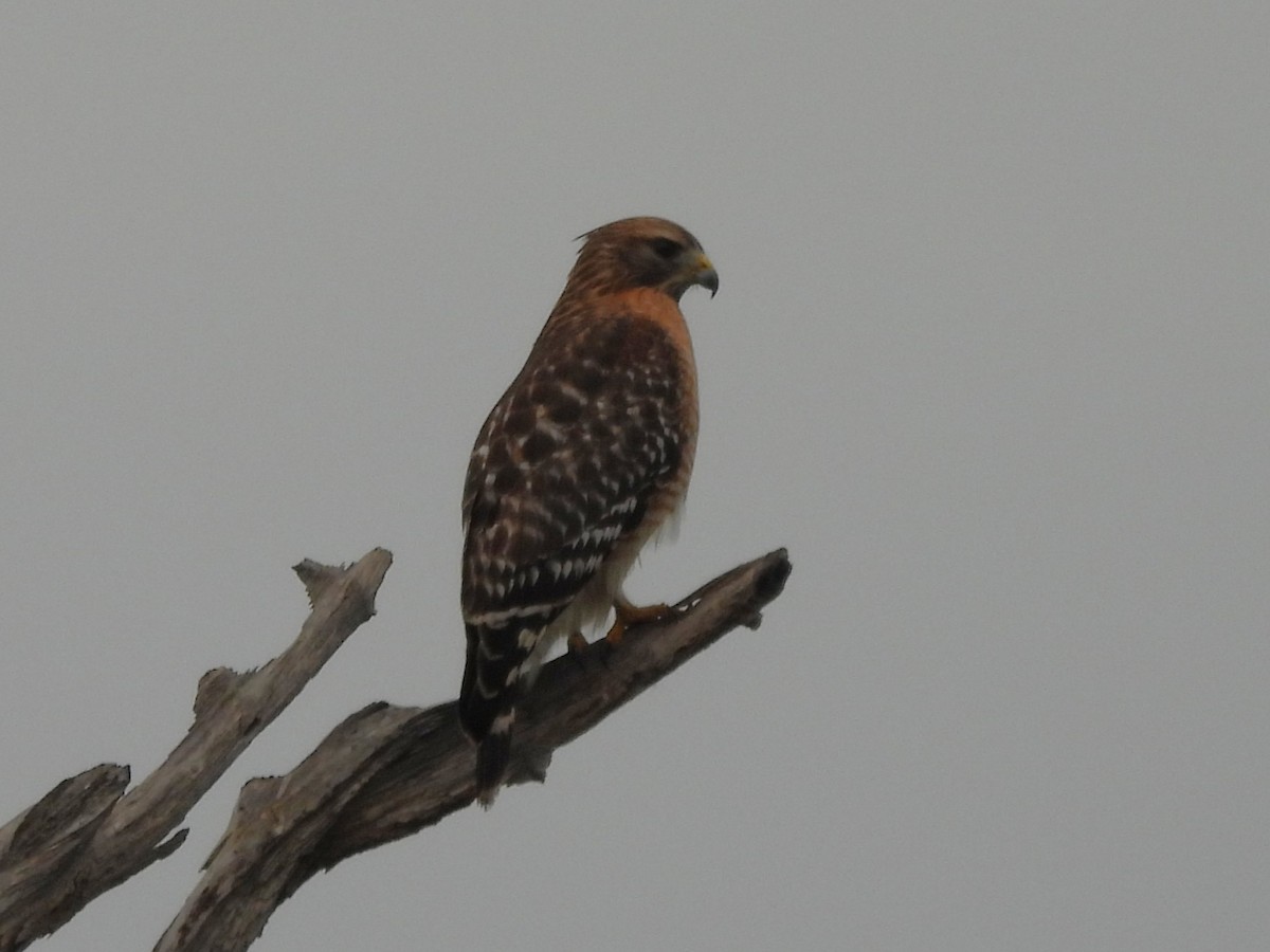 Red-shouldered Hawk - ML646213057