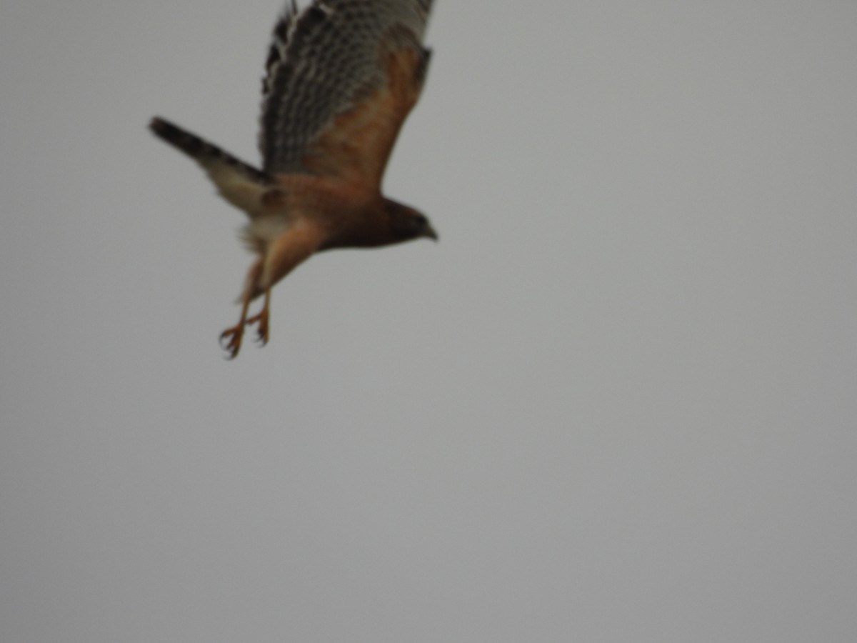 Red-shouldered Hawk - ML646213058
