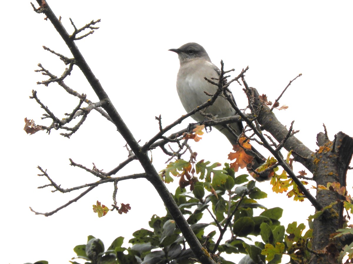 Northern Mockingbird - ML646213059
