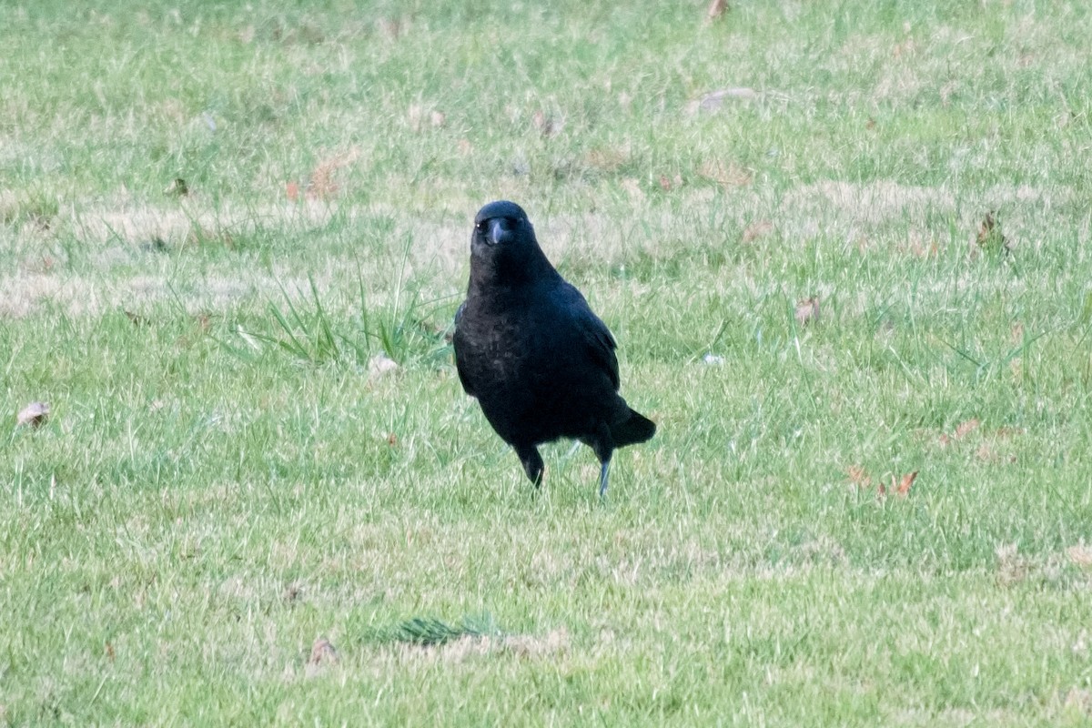 American Crow - ML646213060