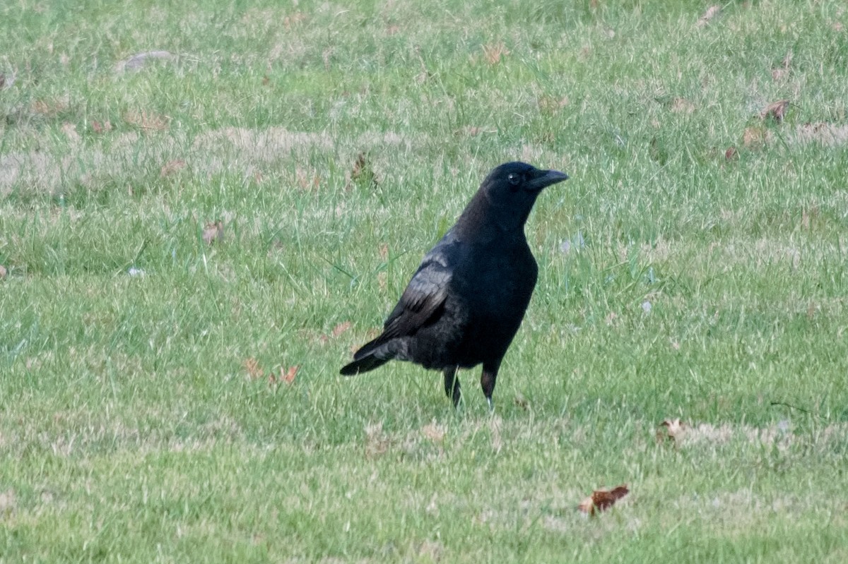 American Crow - ML646213061