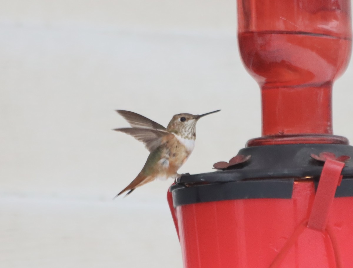 Rufous Hummingbird - ML646213062