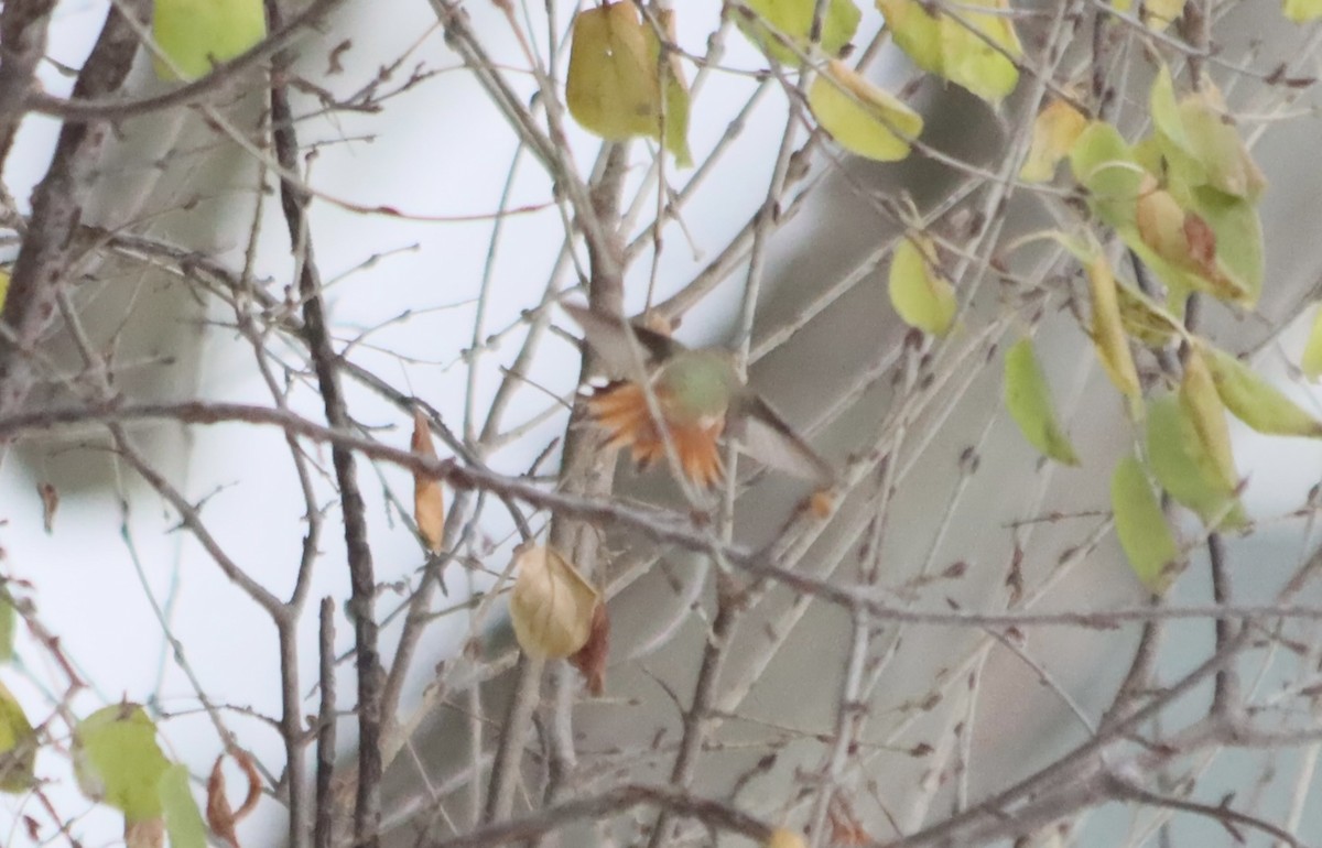 Rufous Hummingbird - ML646213063