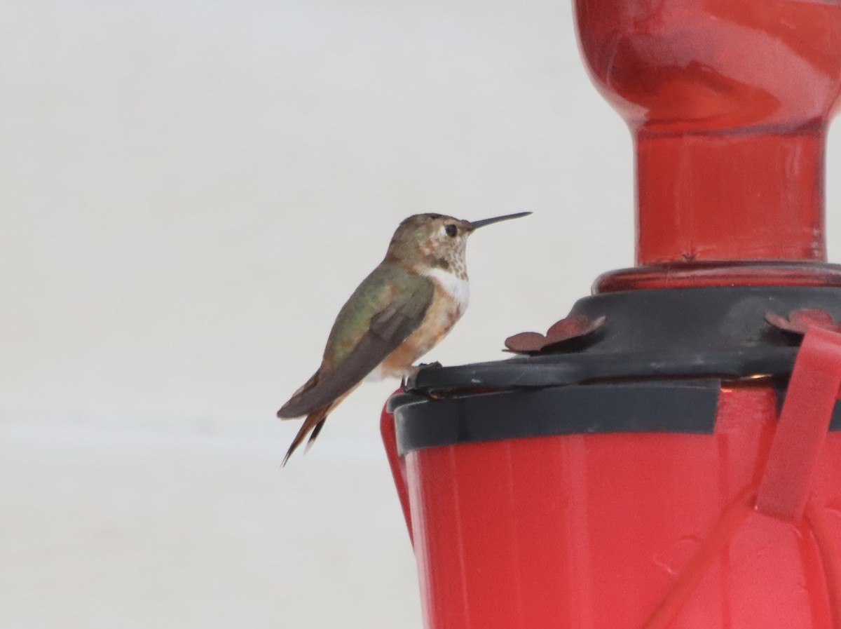 Rufous Hummingbird - ML646213064