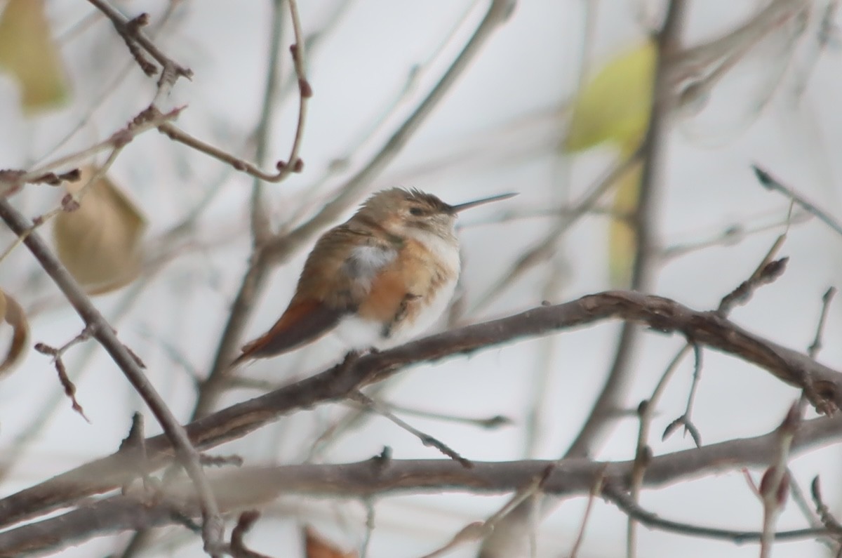 Rufous Hummingbird - ML646213065