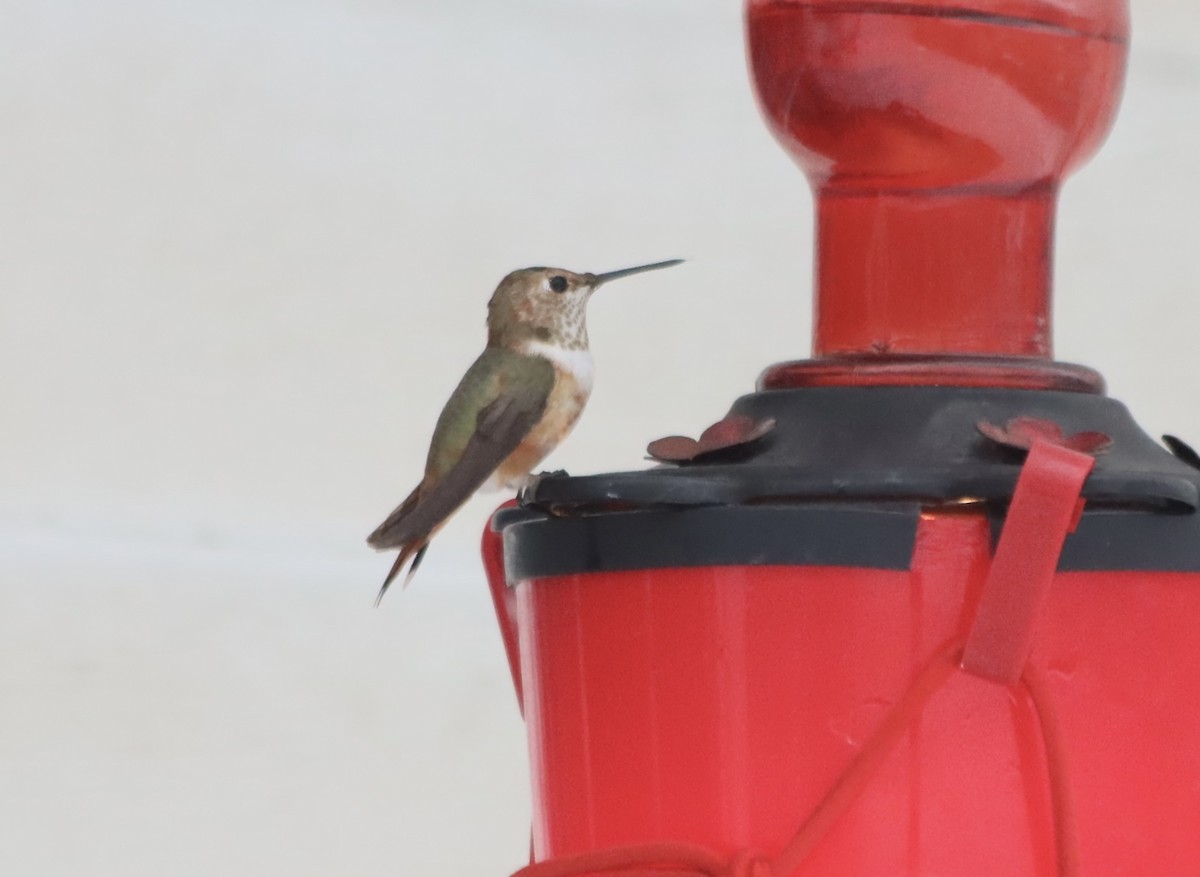 Rufous Hummingbird - ML646213066