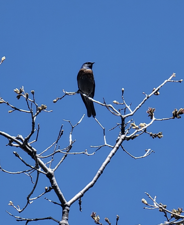 Western Bluebird - ML646213068