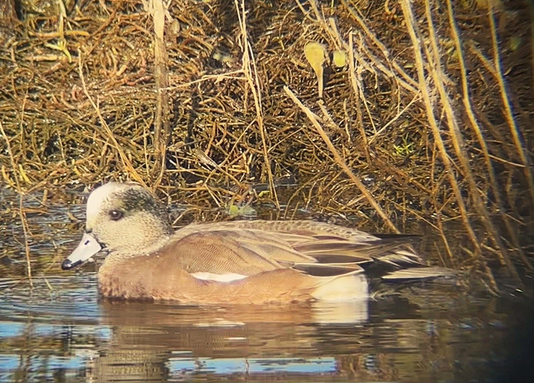 American Wigeon - ML646213071